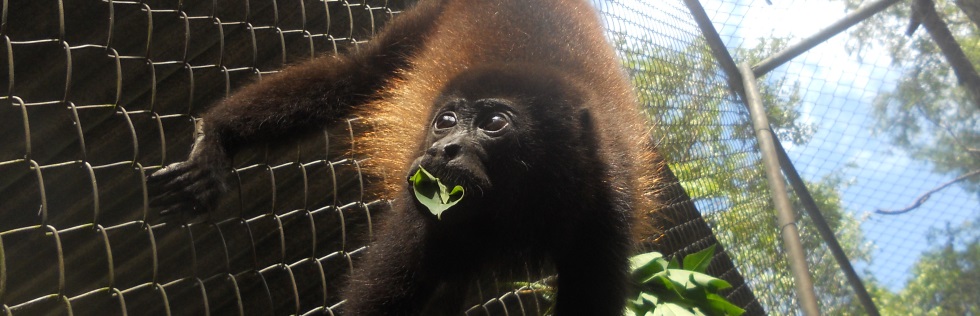 Volunteer Abroad With Animals in Sanctuaries